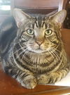 adoptable Cat in  named Will