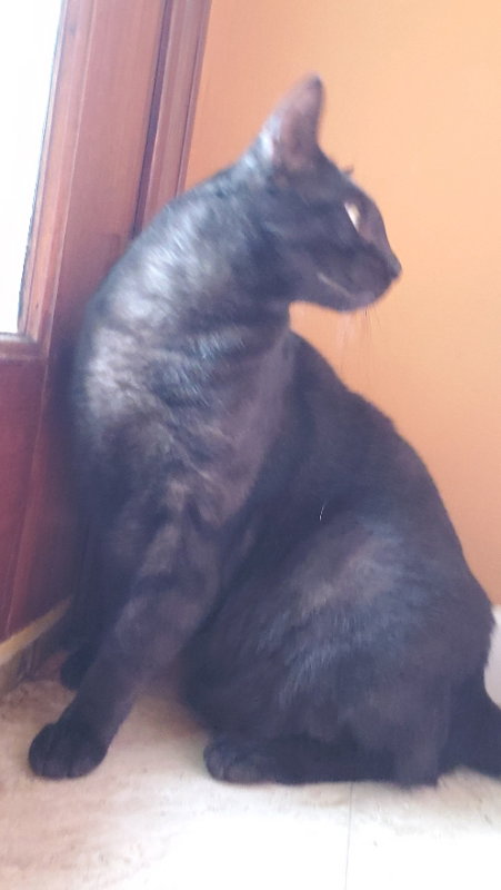 Teddy #Big-and-Tall