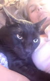adoptable Cat in  named Teddy #Big-and-Tall