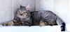 Cleocatra (bonded with Bubbles) - Photo 6