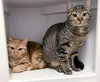 Cleocatra (bonded with Bubbles) - Photo 9