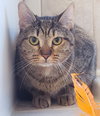 Cleocatra (bonded with Bubbles) - Photo 3