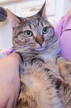 Cleocatra (bonded with Bubbles) - Photo 2
