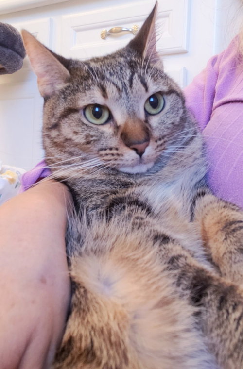 CLEOCATRA (BONDED WITH BUBBLES) - Domestic Short Hair / American Shorthair available for adoption