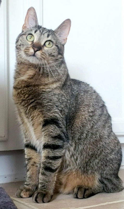 adoptable Cat in Houston, TX named Cleocatra (bonded with Bubbles)