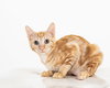 Bubbles (bonded with Cleocatra) - Photo 6