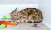 Bubbles (bonded with Cleocatra) - Photo 5
