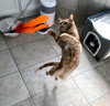Bubbles (bonded with Cleocatra) - Photo 2