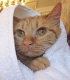 Bubbles (bonded with Cleocatra) - Photo 4