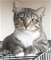 adoptable Cat in hou, TX named Emily