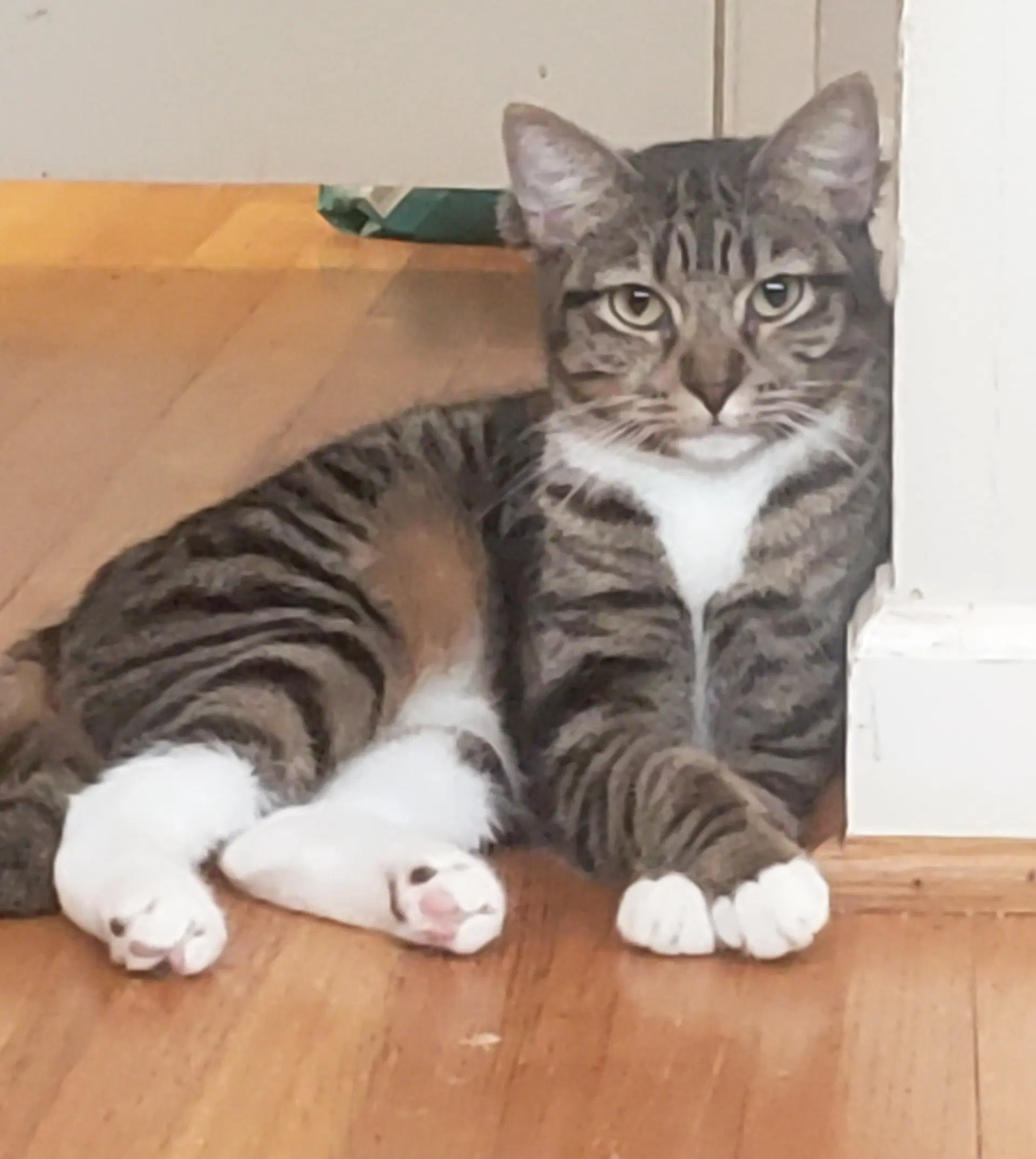 Emily - American Shorthair