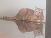 Ginger boy #the-sweetest - Photo 9