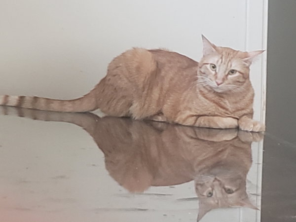 Ginger boy #the-sweetest