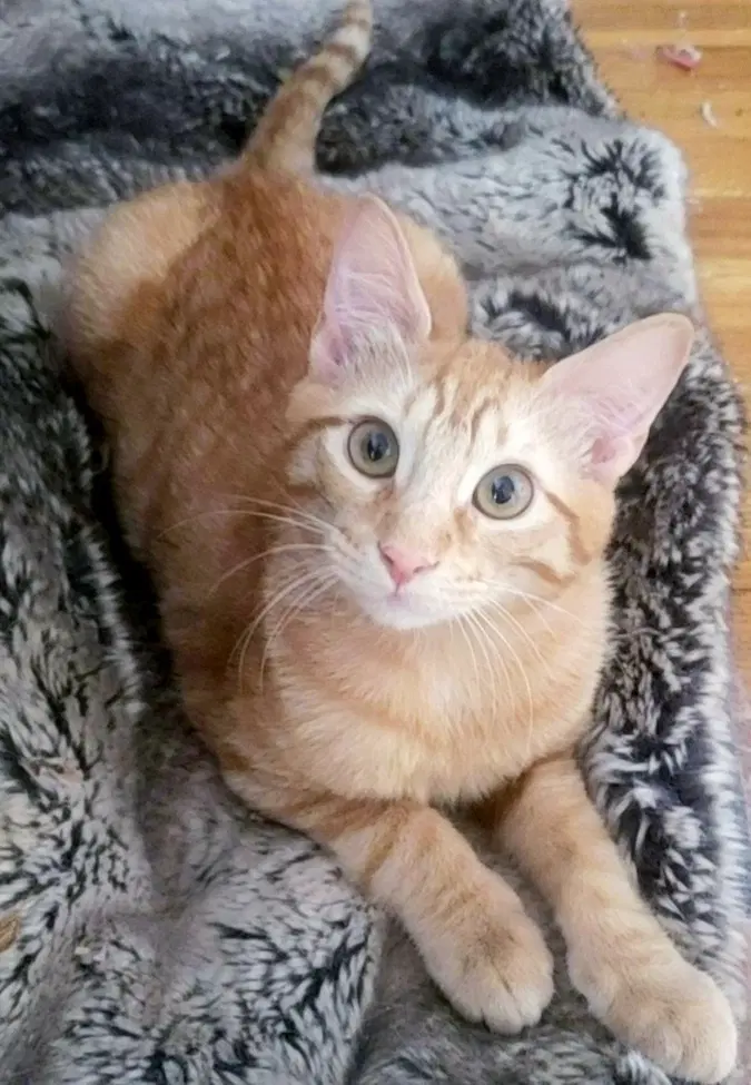 Ginger Boy The-Sweetest - Domestic Short Hair