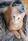Ginger boy #the-sweetest - Photo 1