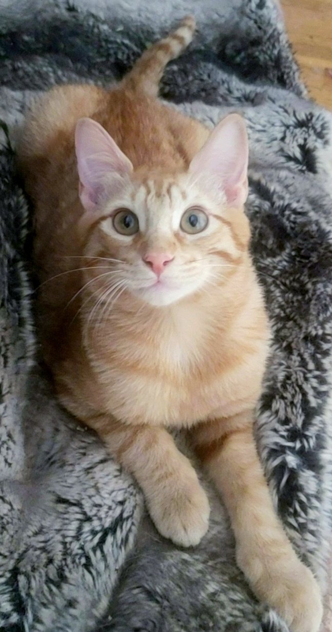 adoptable Cat in Houston, TX named Ginger boy