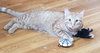 Ginger boy #the-sweetest - Photo 7