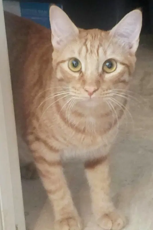 Ginger Boy The-Sweetest image 4