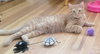 Ginger boy #the-sweetest - Photo 2
