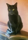 Milo - Photo 6
