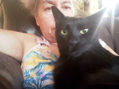 Milo #lapcat, an adoptable Bombay in Houston, TX