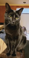 Milo - Photo 3