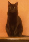 Milo - Photo 4