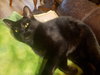 Milo - Photo 5