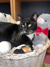 Tom #lap-cat - Photo 2