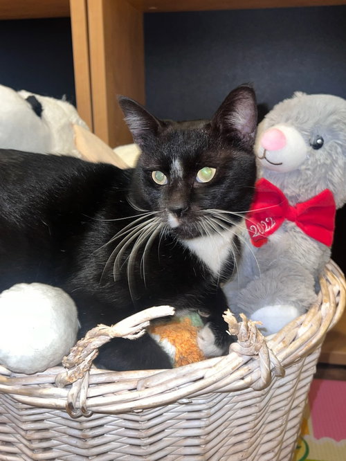 TOM #LAP-CAT - Tuxedo / Domestic Short Hair available for adoption