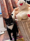 Tom #lap-cat - Photo 3