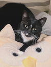adoptable Cat in  named Tom #lap-cat