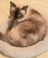 Mr. Brown - Photo 1