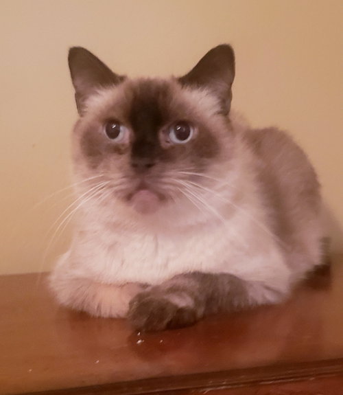 MR. BROWN - Siamese available for adoption