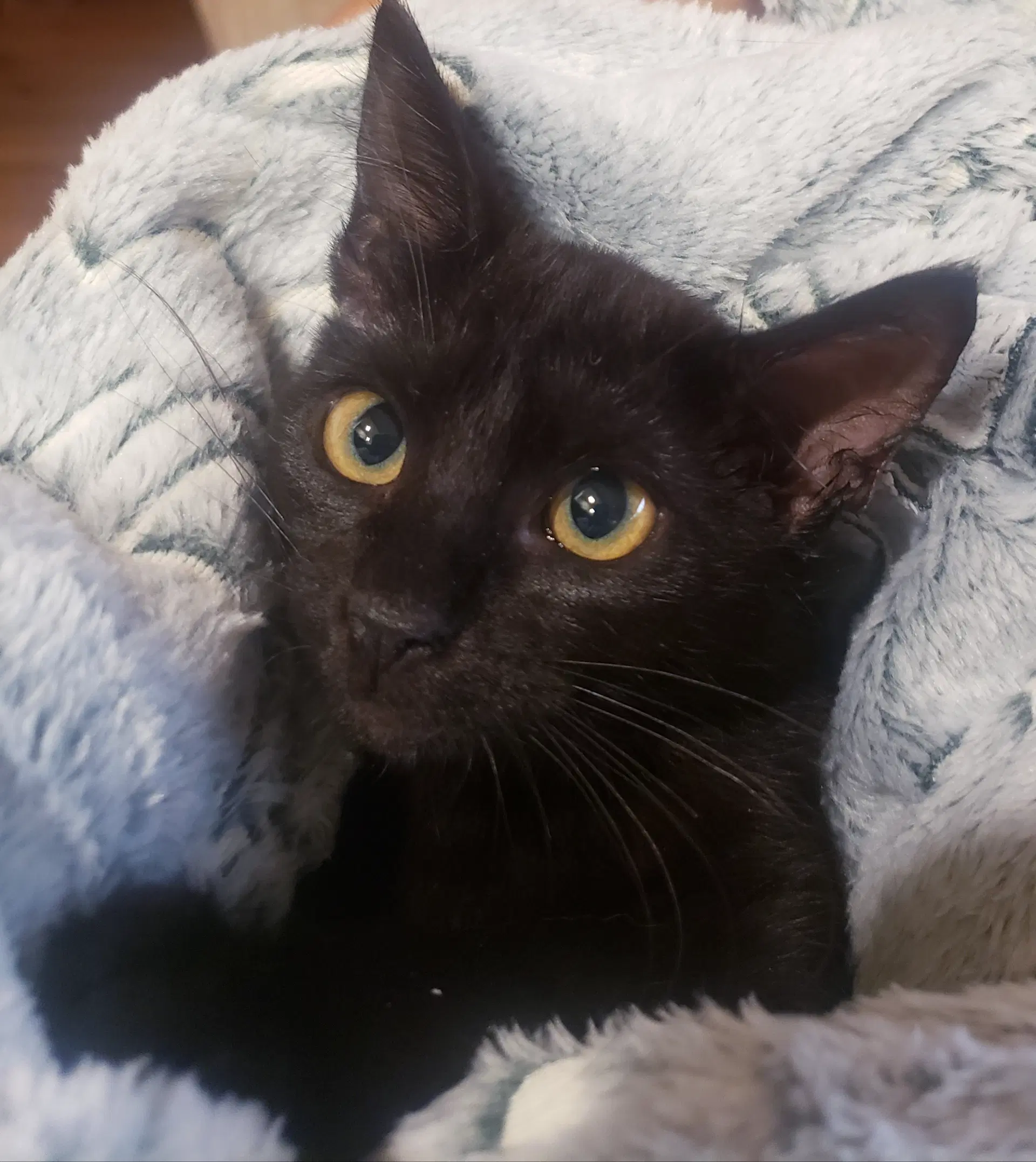 Gretel Cute-Mini-Panther image 3