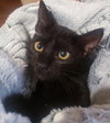Gretel #cute-mini-panther - Photo 3