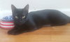 Gretel #cute-mini-panther - Photo 6
