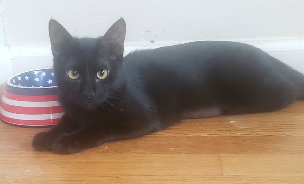 Gretel #cute-mini-panther