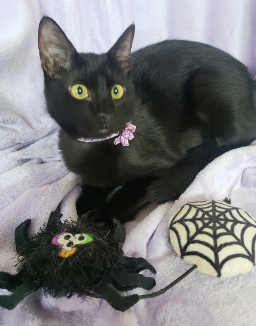 GRETEL #CUTE-MINI-PANTHER - Bombay / Domestic Short Hair available for adoption