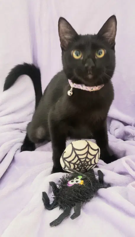 Gretel Cute-Mini-Panther image 4