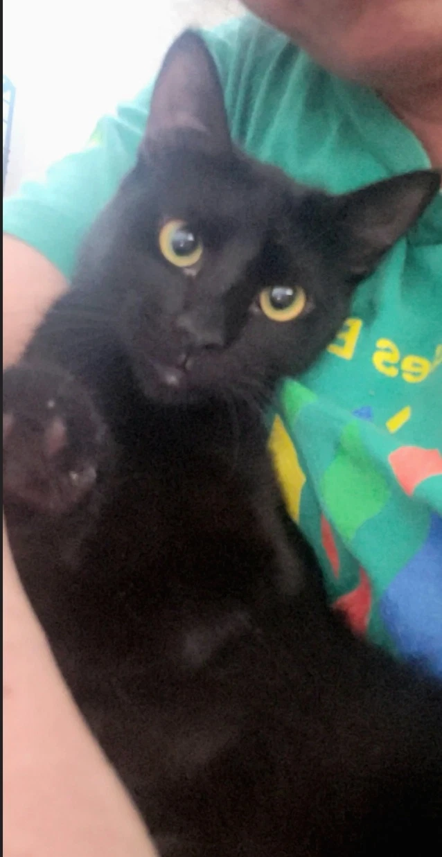 Gretel Cute-Mini-Panther