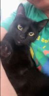 adoptable Cat in  named Gretel #cute-mini-panther