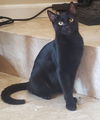 adoptable Cat in  named Marcel