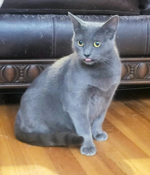picture of the cat needing adoption