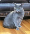 adoptable Cat in  named Irina