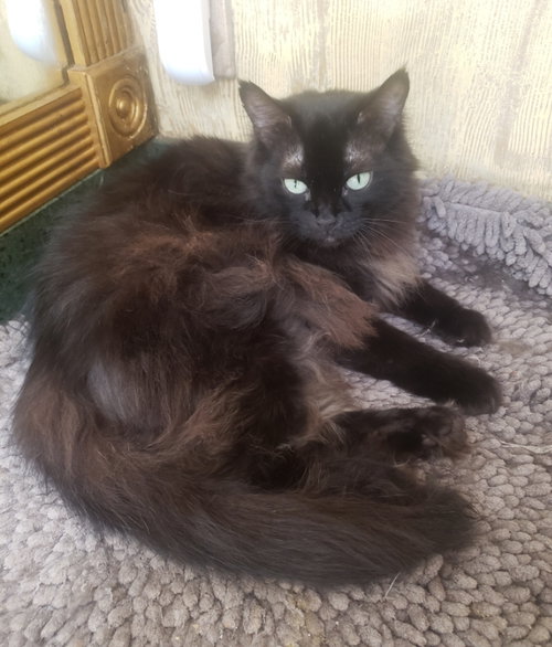 Heidy #diamond-in-the-rough, an adoptable Domestic Medium Hair in Houston, TX