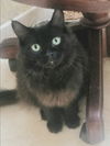 adoptable Cat in  named Heidy #diamond-in-the-rough