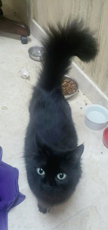 HEIDY #DIAMOND-IN-THE-ROUGH - Domestic Medium Hair / Maine Coon available for adoption