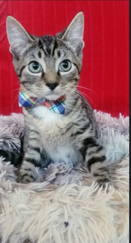 picture of the cat needing adoption
