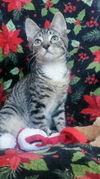 adoptable Cat in  named Christopher